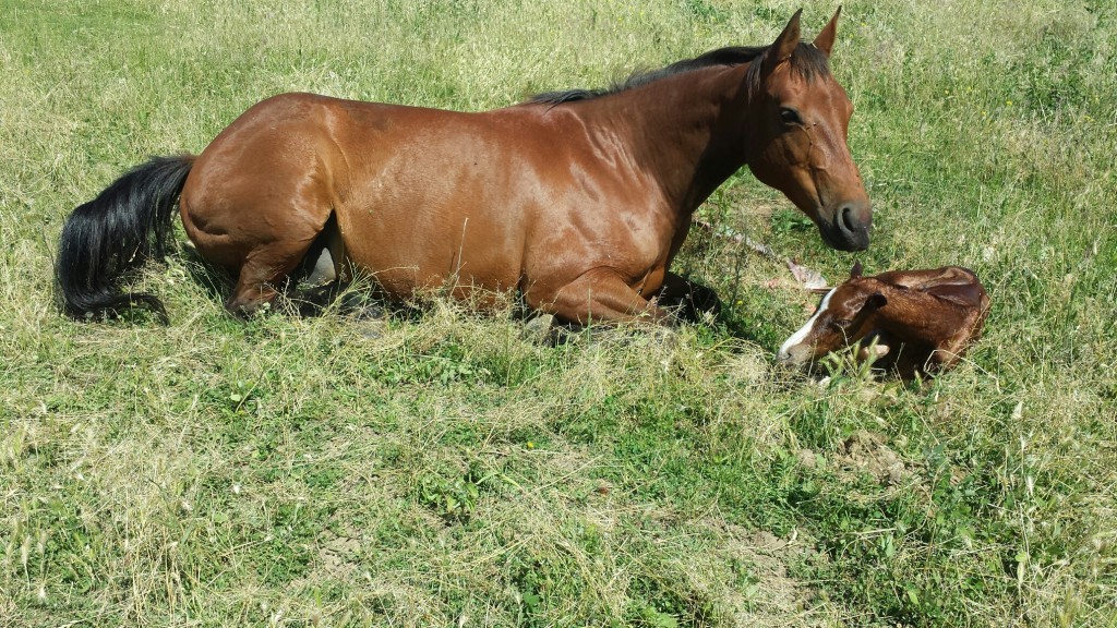 taco bell and cats marada stud colt