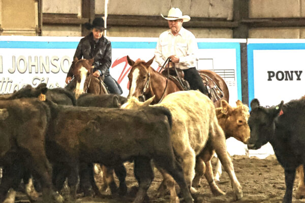 Teaching the fine art of entering the herd to cut a cow.